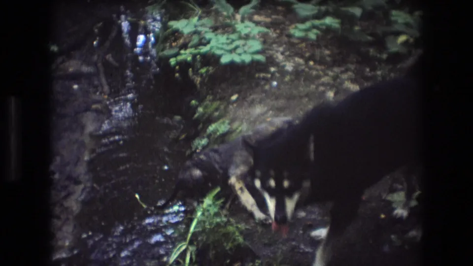 The small puppy stands near the dark adult dog at the muddy edge of a shallow wooded creek, with water, plants, and forest floor visible.