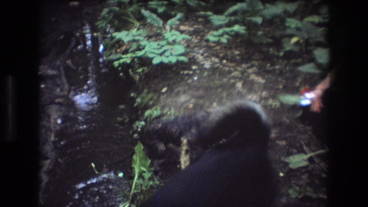 In 1975 Baxter, Maine home-movie footage, a dark dog-like animal moves along a muddy streamside forest path framed by wet soil, roots, and green undergrowth.