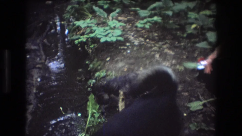 In 1975 Baxter, Maine home-movie footage, a dark dog-like animal moves along a muddy streamside forest path framed by wet soil, roots, and green undergrowth.