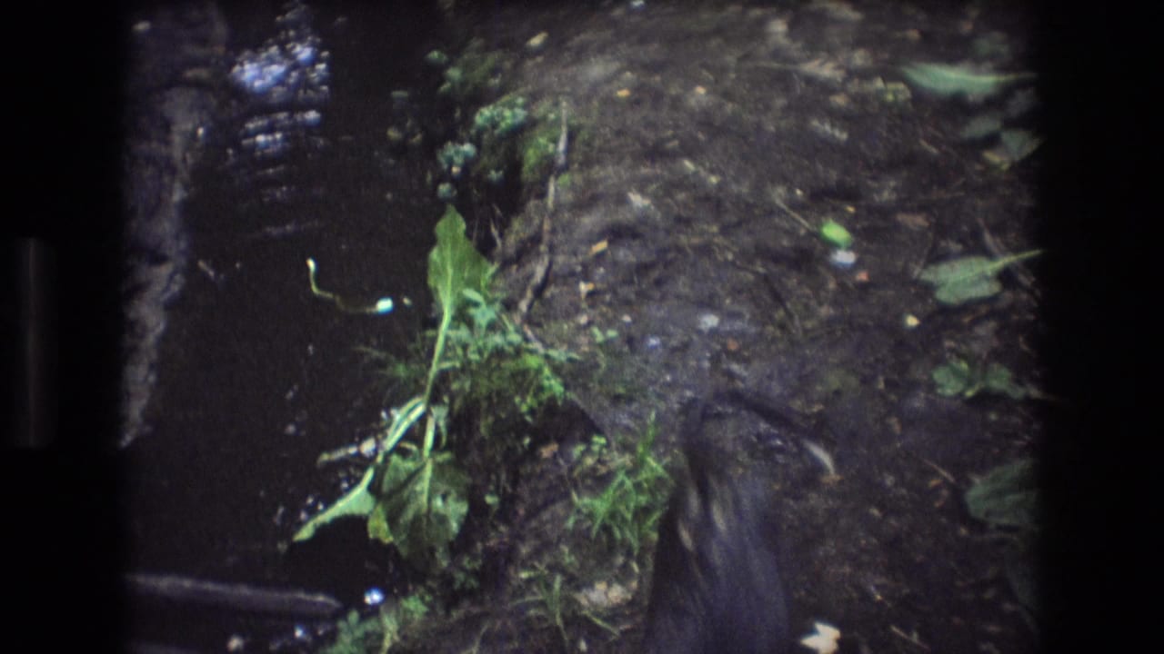 Muddy stream bank and forest floor with a blurred animal shape near the right edge.