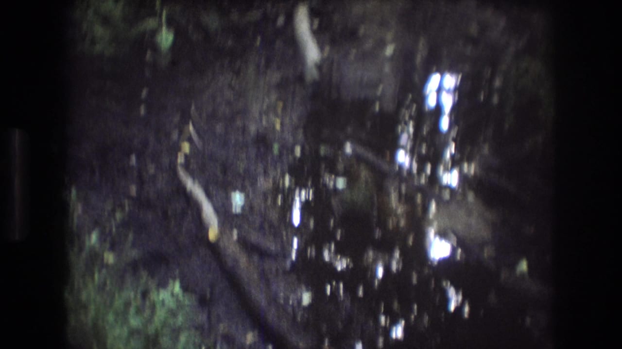 1975 Baxter, Maine 8mm frame showing a dark, wet forest floor with leaves, exposed roots, green vegetation, and bright reflections in shallow water.
