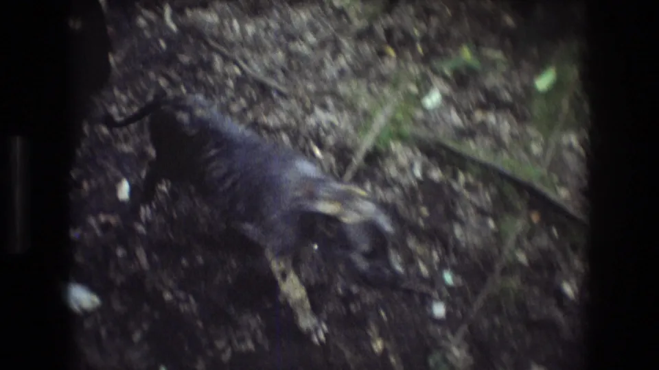 1975 Baxter, Maine 8mm frame showing a dark-coated dog moving across muddy leaf litter in the forest, with twigs, small plants, and wet earth around it.