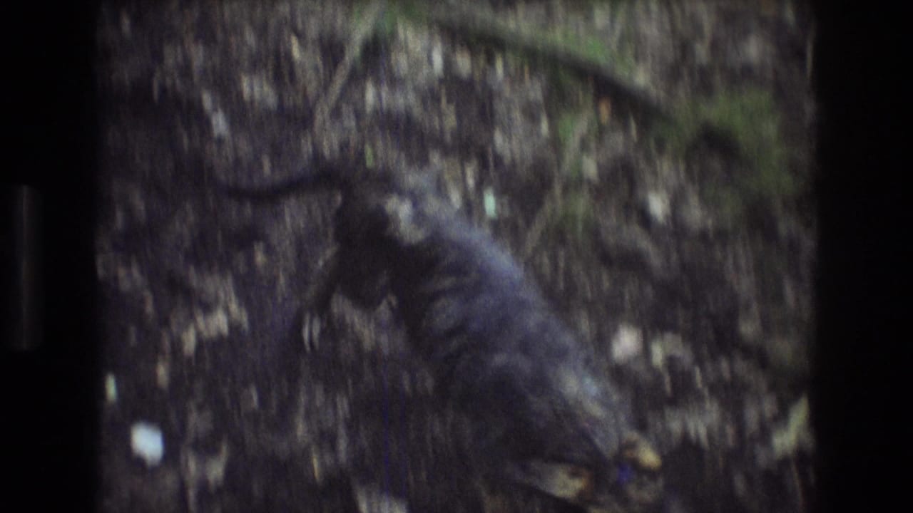 Dark-furred dog moves through a dim wooded trail scene in Baxter, Maine, from 1975 8mm home-movie footage.