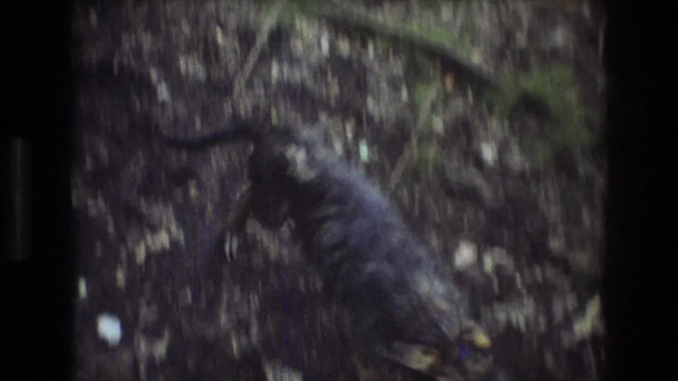 Dark-furred dog moves through a dim wooded trail scene in Baxter, Maine, from 1975 8mm home-movie footage.