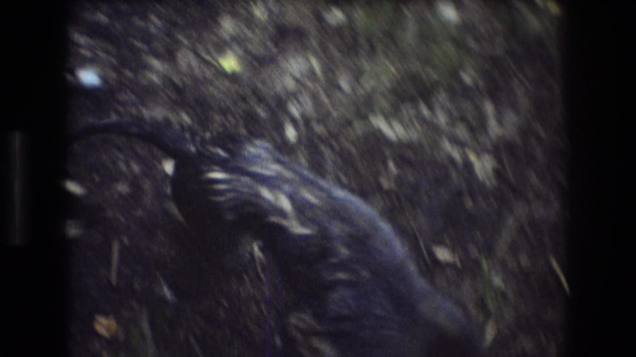 Dark dog seen from above on a wooded trail.