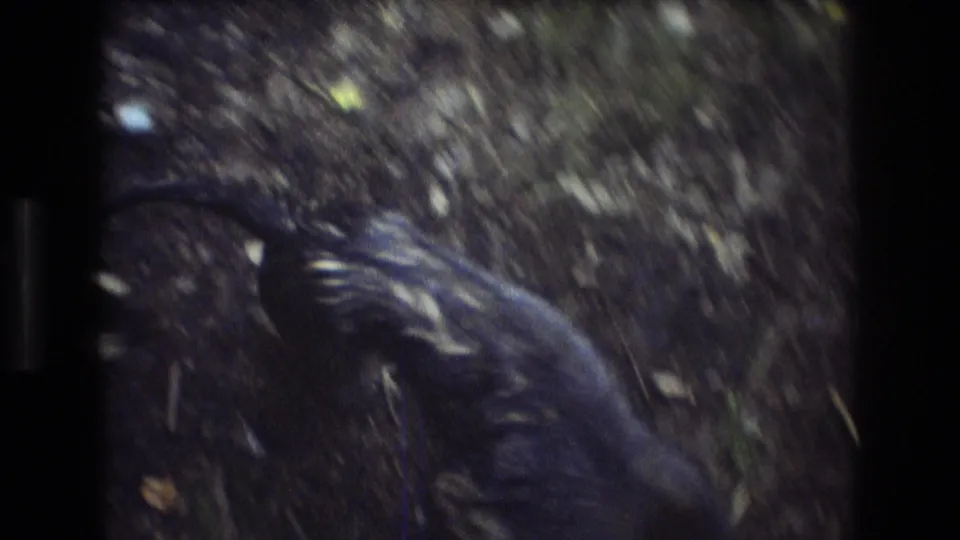 Handheld 8mm view from above of a dark dog walking over leaves and roots on a wooded Baxter, Maine trail.