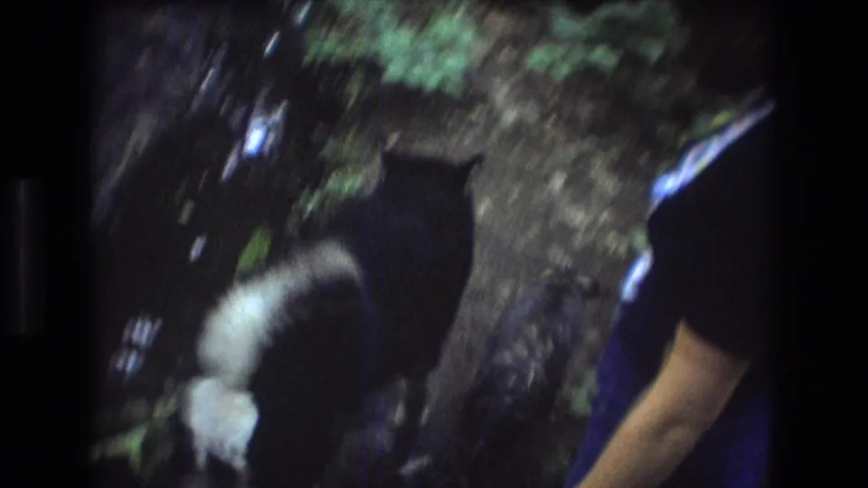 Two dogs move along the Baxter, Maine forest trail, with one white-tipped tail visible and a partial human arm at the right edge.
