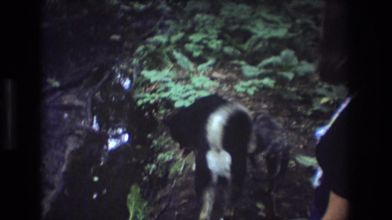 A dog moves through a shaded mossy forest area in Baxter, Maine, with a partial person visible at the edge of the 1975 8mm home-movie frame.