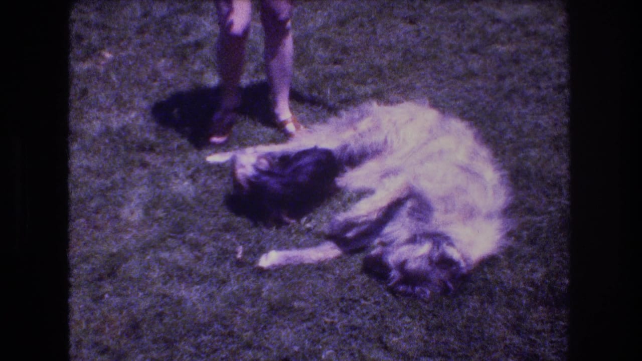 Large dog lies on grass while a small dark dog stands nearby.