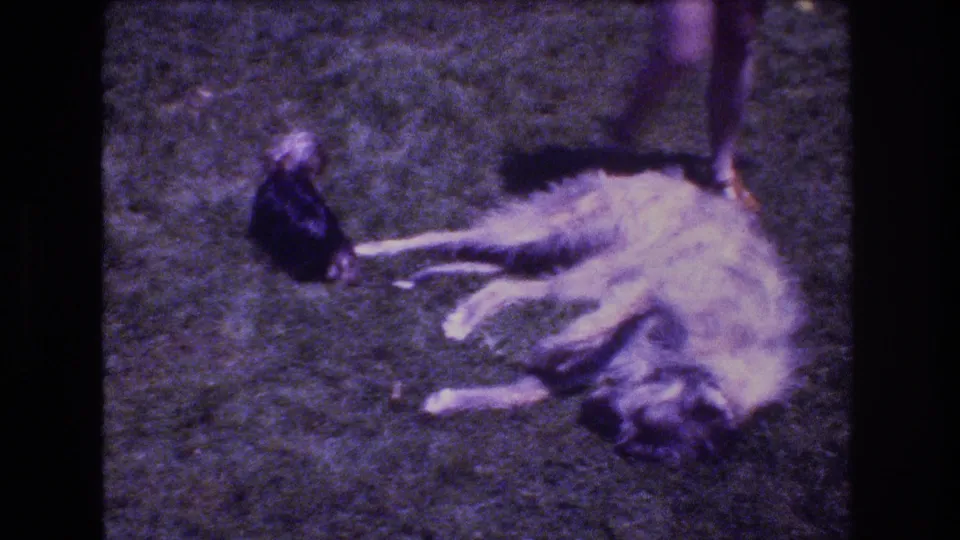 A small dark dog stands beside a large light-colored dog lying on the grass, with a person’s legs partly visible at the top of the 1976 Vermont home-movie frame.