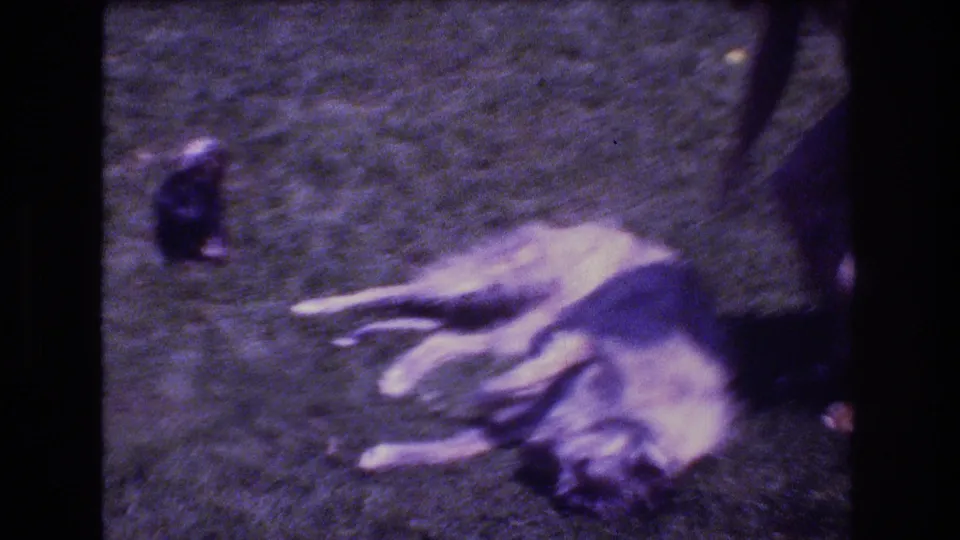 The final frame shows the large light-colored dog still lying on its side on the lawn, with the small dark dog nearby and a person partly cropped at the right edge.