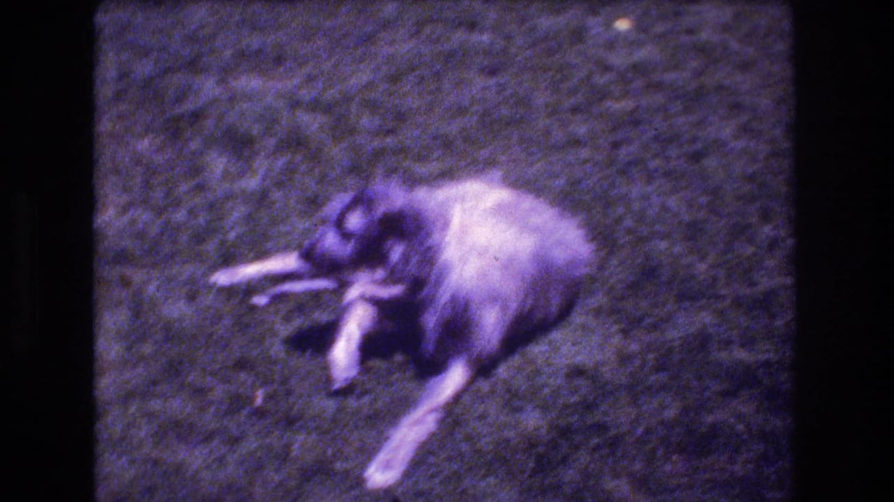A shaggy light-and-dark dog lies or rests on green grass in the 1976 Mt Bromley, Vermont home-movie footage, with soft focus and heavy purple tint.