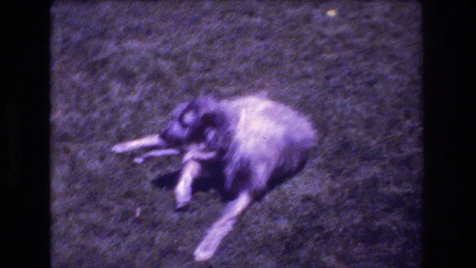 A shaggy light-and-dark dog lies or rests on green grass in the 1976 Mt Bromley, Vermont home-movie footage, with soft focus and heavy purple tint.
