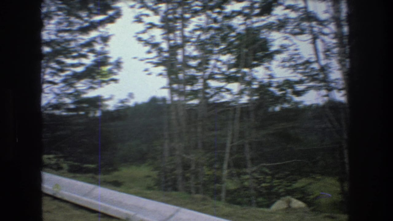 Wooded hillside with a concrete path partly visible beside tall trees.