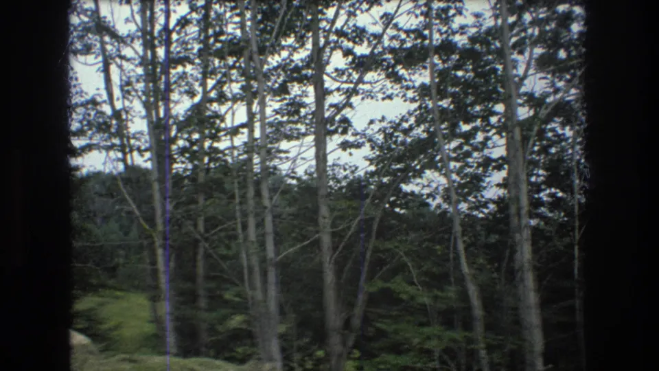 1976 Mt Bromley, Vermont frame showing a stand of tall deciduous trees and surrounding forest on a green hillside under an overcast sky.