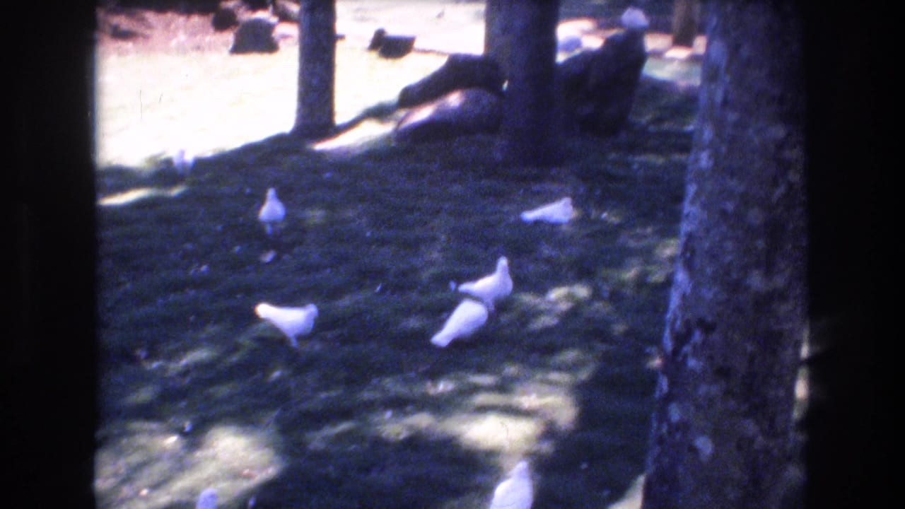 White birds scattered across a shaded grassy lawn beside tree trunks.