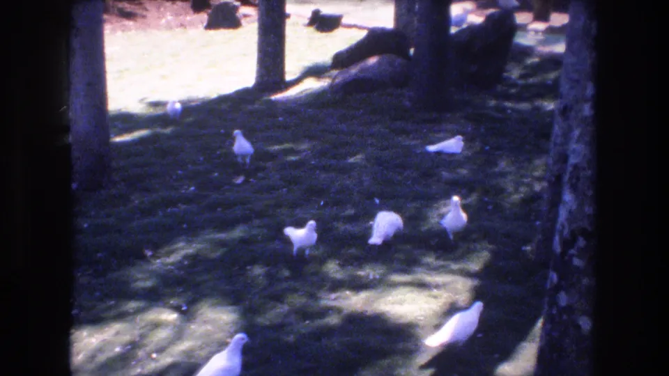 Several white birds are spread across grass near tree trunks, seen through a dark frame with strong sun and shade contrast in 1977 Honolulu footage.