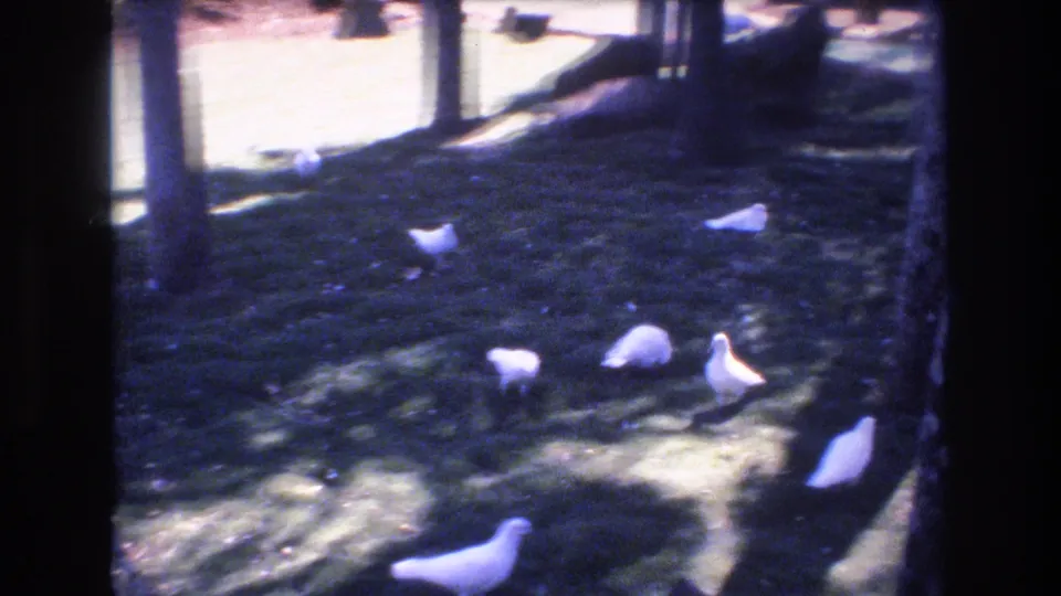 White birds walk and rest on a shaded grassy area beside a large tree trunk, framed by dark edges and soft 8mm color shift.