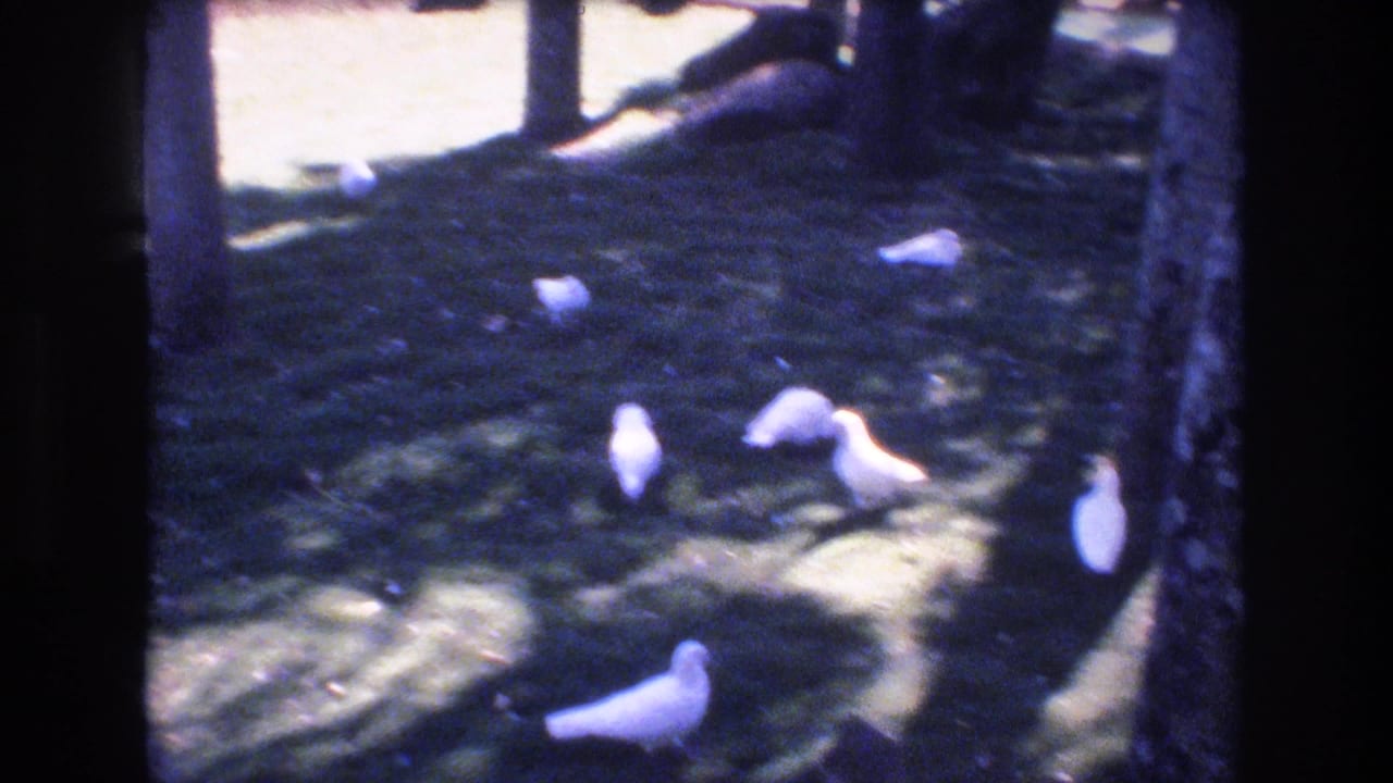 1977 Honolulu 8mm frame showing several white pigeons foraging on a shaded grassy lawn framed by dark tree trunks.
