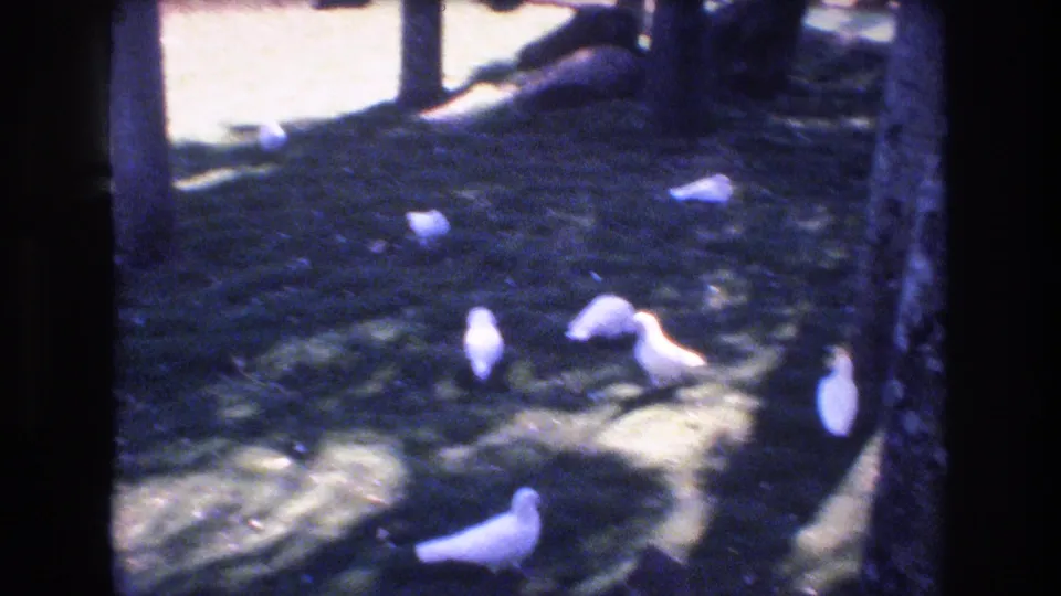 1977 Honolulu 8mm frame showing several white pigeons foraging on a shaded grassy lawn framed by dark tree trunks.
