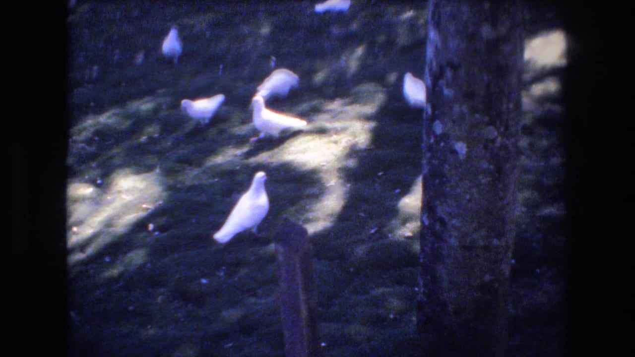 White pigeons scattered across a sunny and shaded lawn.