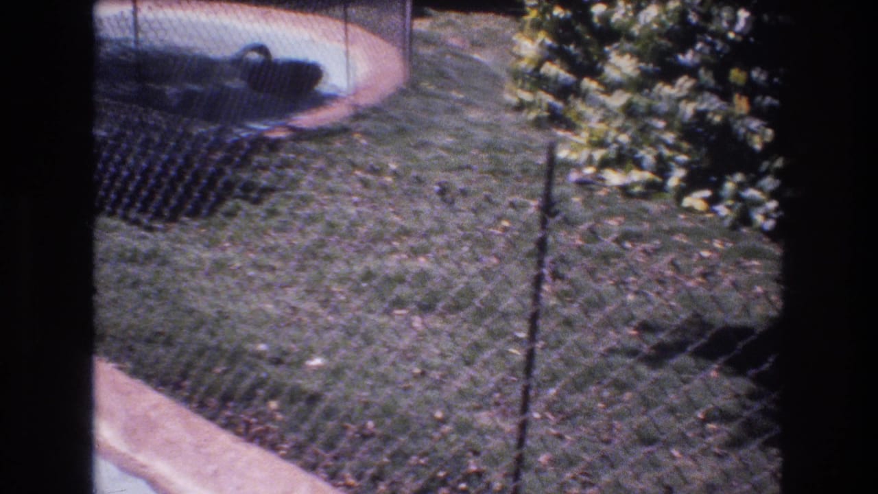 1977 Honolulu 8mm frame showing a black swan near a small pool behind chain-link fencing, with grass and shrubbery around the enclosure.