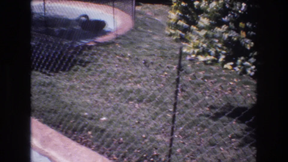 1977 Honolulu 8mm frame showing a black swan near a small pool behind chain-link fencing, with grass and shrubbery around the enclosure.