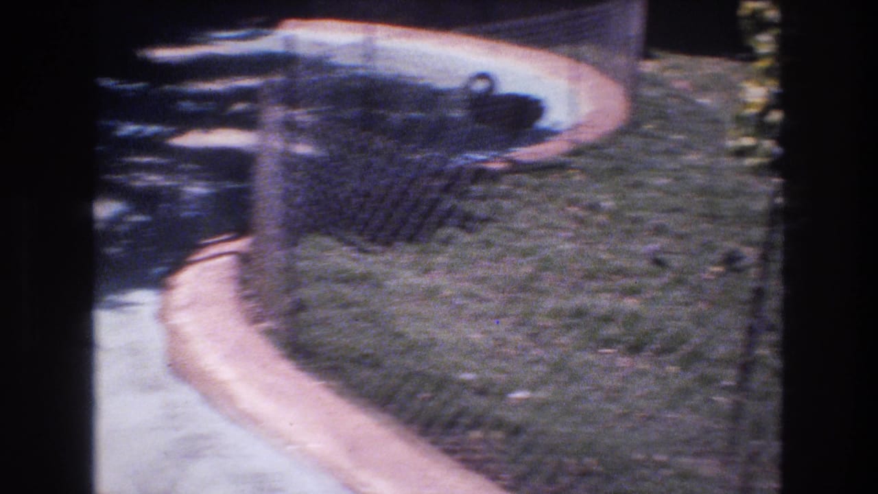 Fenced grassy enclosure with a black swan near water and a concrete edge.
