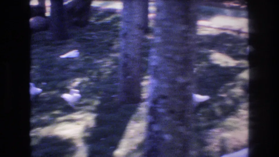 1977 Honolulu 8mm frame showing several white birds, likely ducks or geese, roaming on grass among tree trunks and shadows inside the zoo area.