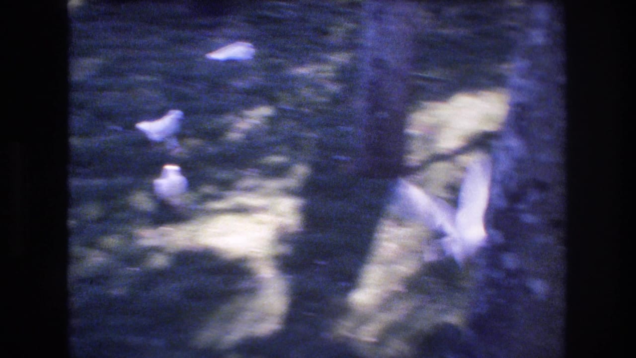 White pigeons move across a shaded grassy area between tree trunks in 1977 Honolulu 8mm home-movie footage.