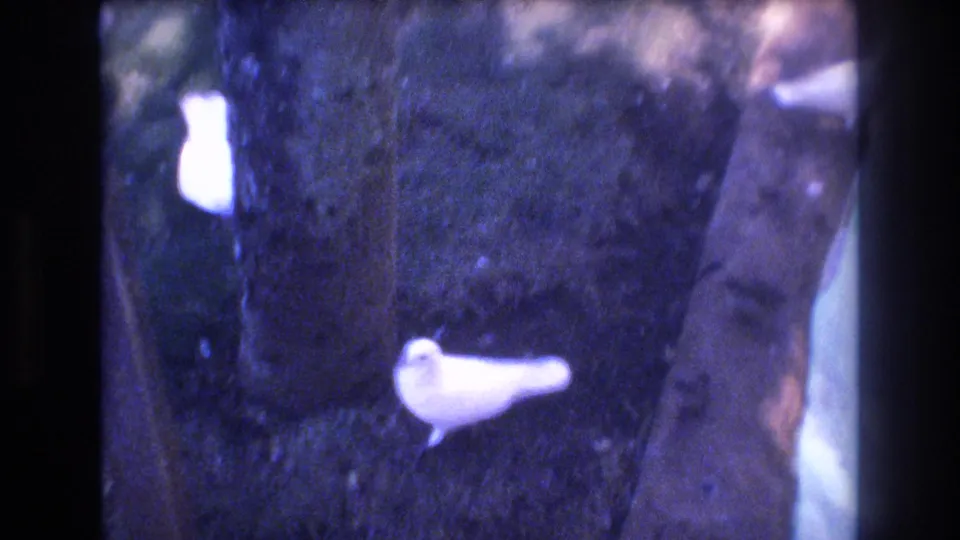 A white pigeon stands near a tree trunk on dark shaded grass in the Honolulu home-movie frame.