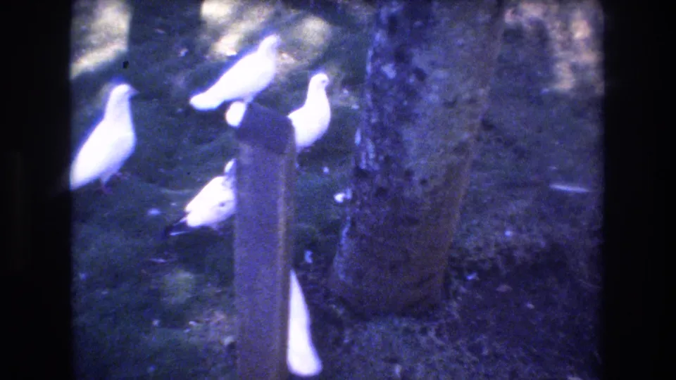 Several white pigeons gather and move around a wooden post and tree trunks in the 1977 Honolulu 8mm footage.