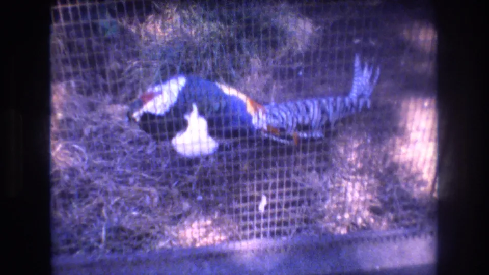 A colorful pheasant-like bird appears behind wire mesh with a white bird nearby in the Honolulu home-movie frame.