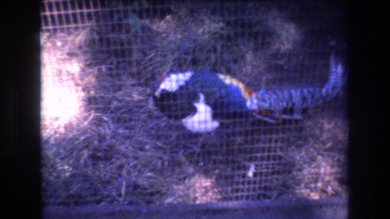 A colorful pheasant-like bird stands behind wire mesh in an outdoor enclosure, from 1977 8mm home-movie footage identified as Honolulu, Hawaii.
