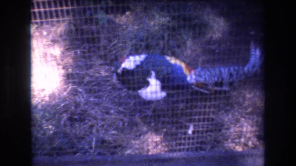 A colorful pheasant-like bird stands behind wire mesh in an outdoor enclosure, from 1977 8mm home-movie footage identified as Honolulu, Hawaii.