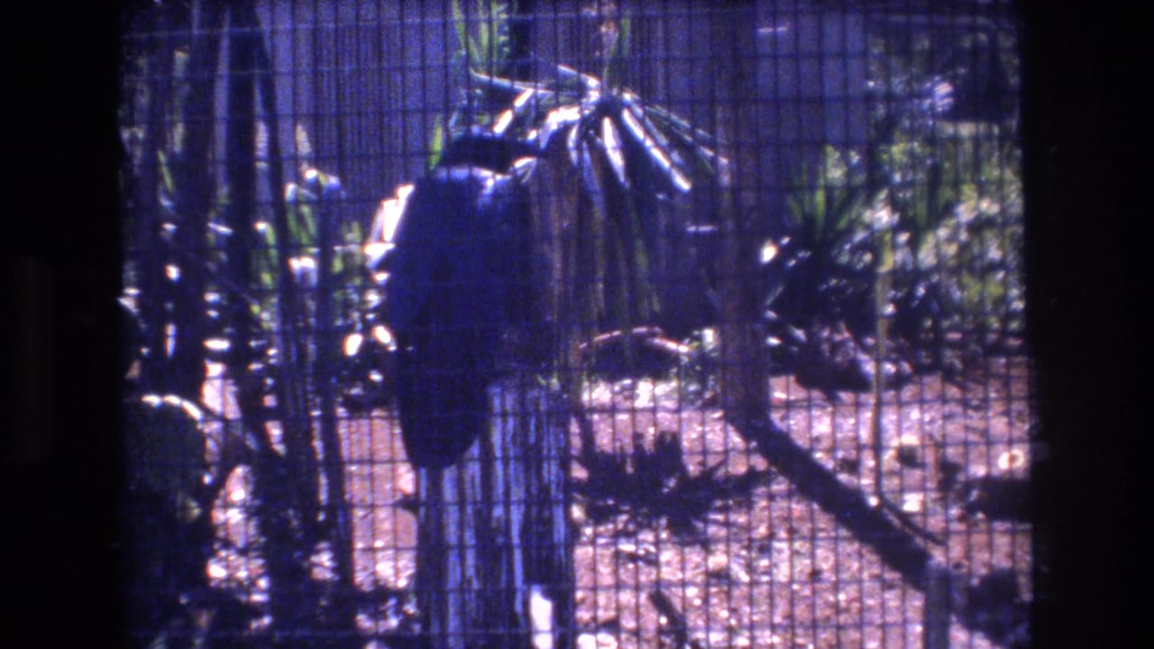 1977 Honolulu 8mm frame showing a large dark bird on a wooden stump inside a wire mesh enclosure with tropical plants and dry ground behind it.