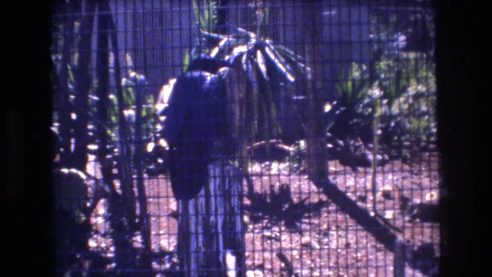 1977 Honolulu 8mm frame showing a large dark bird on a wooden stump inside a wire mesh enclosure with tropical plants and dry ground behind it.