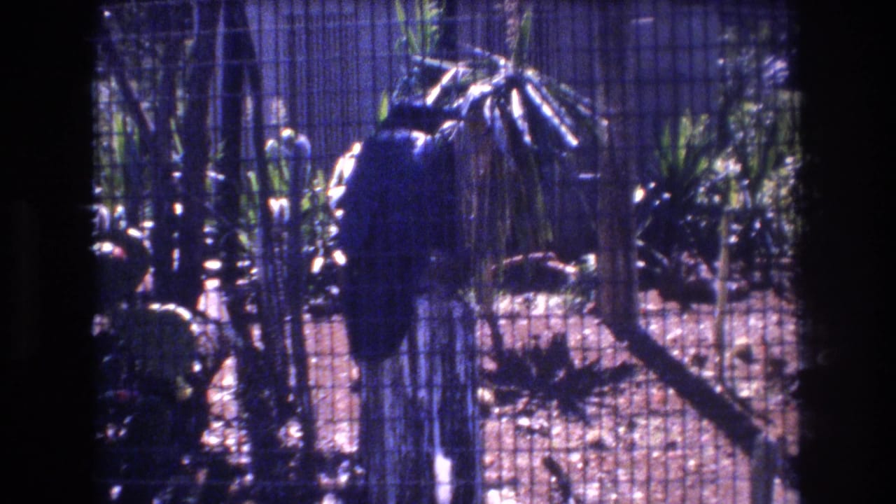 Dark bird remains on the stump inside a wire enclosure with plants in the background.