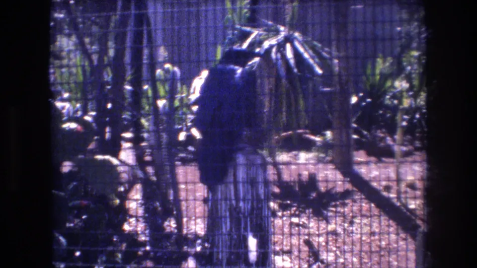 1977 Honolulu 8mm frame showing the dark bird mostly still behind wire mesh, with vertical bars, leafy plants, and a dry exhibit floor in view.