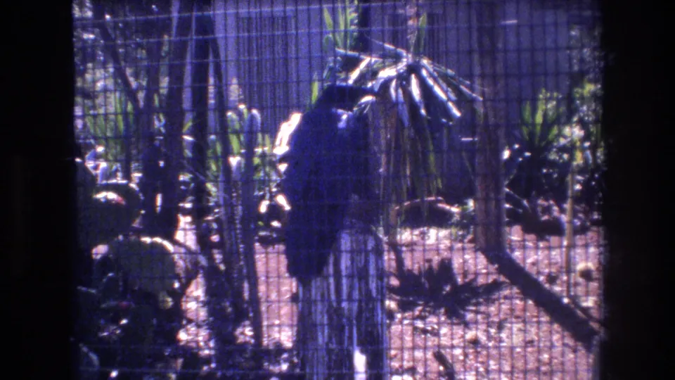 Final 1977 Honolulu home-movie frame showing the large dark bird still perched inside the wire enclosure, surrounded by tropical plants and a dry exhibit setting.
