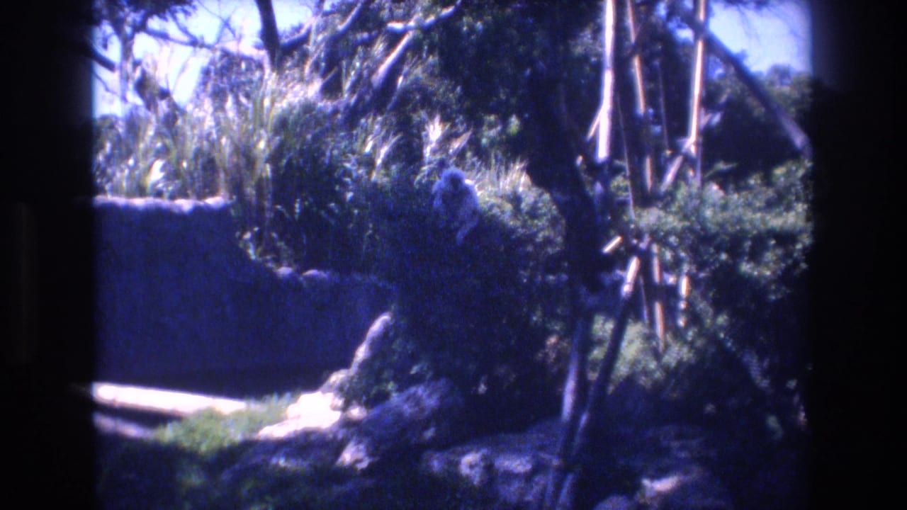1977 Honolulu 8mm frame showing a small monkey partly hidden in tropical foliage beside a low stone enclosure wall and vertical bamboo-like poles.
