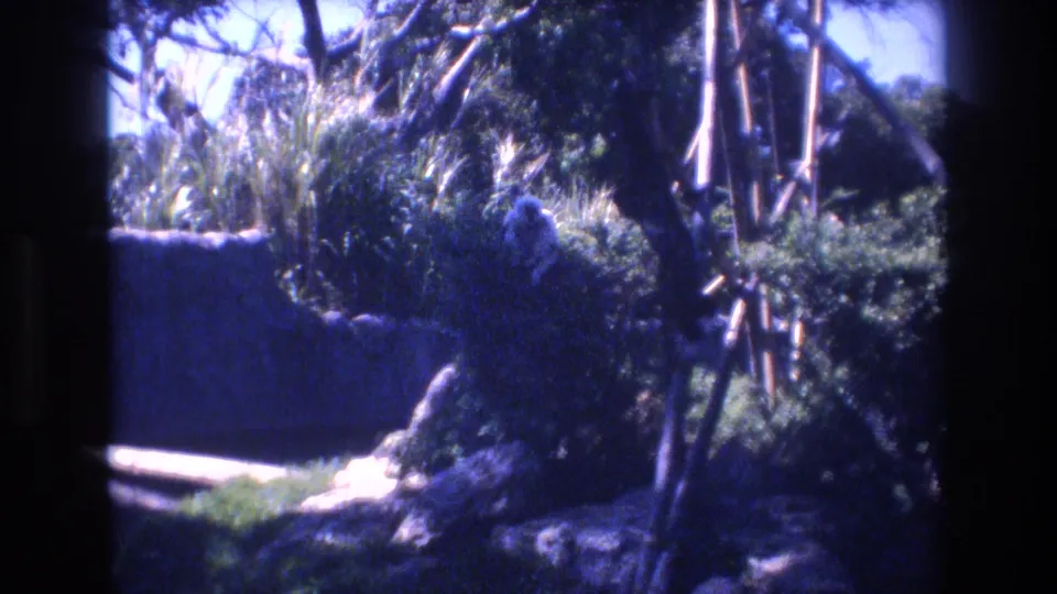 1977 Honolulu 8mm frame showing a small monkey partly hidden in tropical foliage beside a low stone enclosure wall and vertical bamboo-like poles.