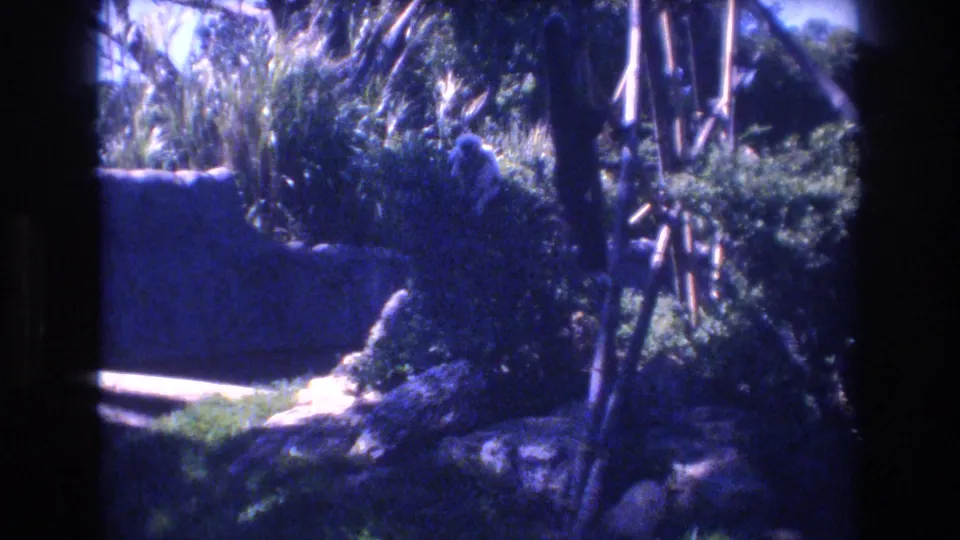 1977 Honolulu home-movie frame with a small monkey sitting among dark green shrubs and branches, with a stone wall and bamboo-like supports behind it.