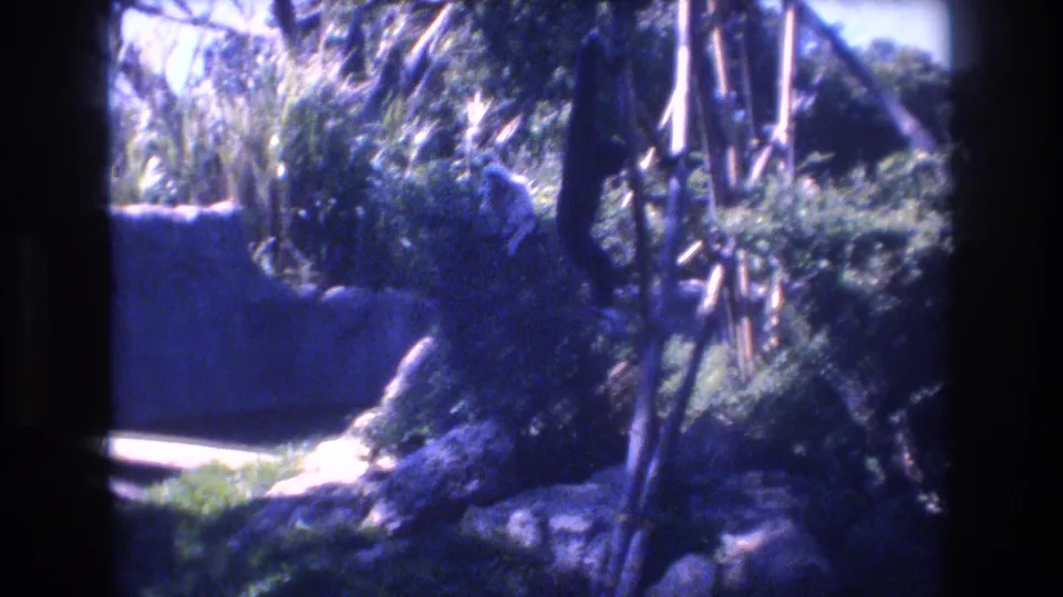 1977 Honolulu 8mm frame showing the monkey partly obscured as it moves or perches in dense foliage near a low wall and upright bamboo-like poles.