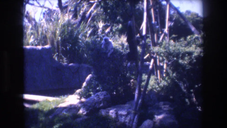 1977 Honolulu home-movie frame of a small monkey perched in a shaded tropical enclosure, surrounded by shrubs, branches, a stone wall, and bamboo-like vertical poles.