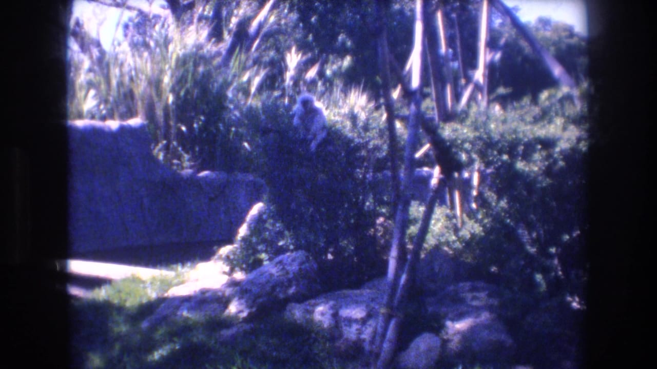 1977 Honolulu zoo home-movie frame showing a monkey near rocks, dense greenery, a low wall, and dark frame edges.