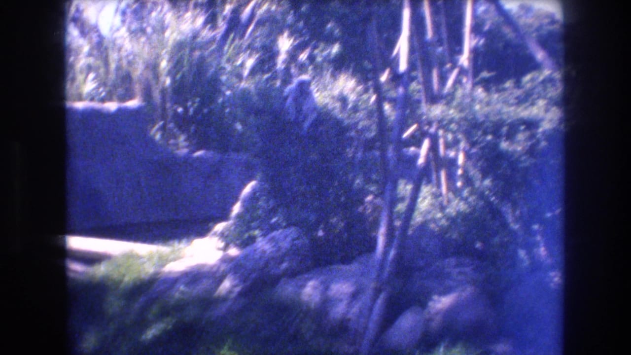 Monkey partially visible in foliage beside rocks and vertical poles.