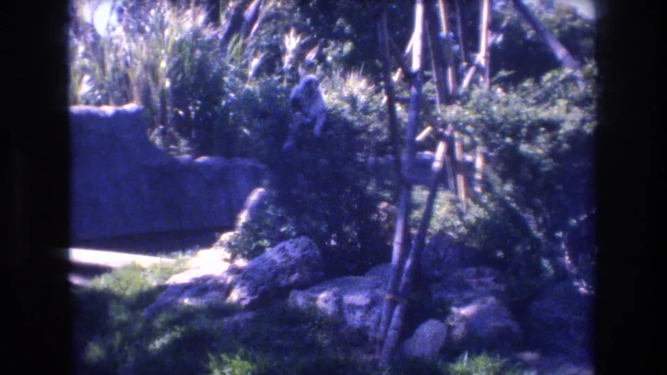 1977 Honolulu zoo home-movie still showing a monkey above rocks in a lush enclosure with a low wall and bamboo-like poles.