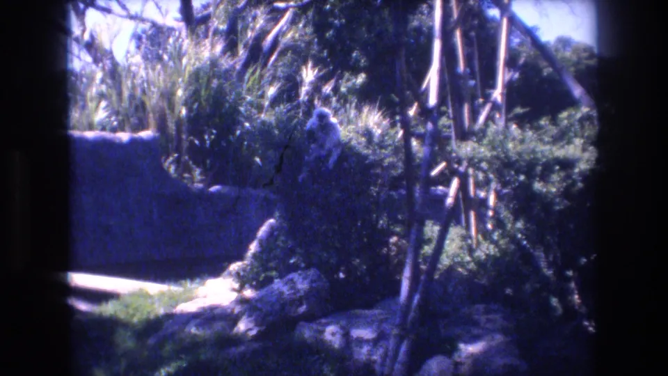1977 Honolulu zoo frame showing a monkey amid dense vegetation, rocks, vertical poles, and a dark camera or window border.