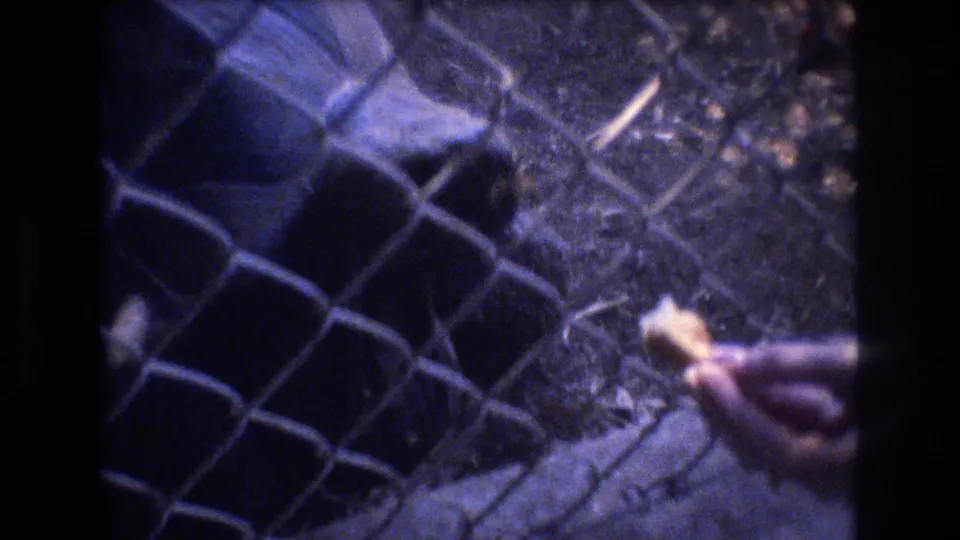 A person’s hand holds a small piece of food near a chain-link fence in the 1977 Honolulu home-movie scene.